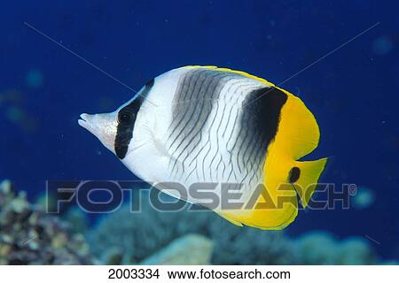Picture - Fiji, Pacific Double-Saddle Butterfly Fish (Chaetodon Ulietensis) Close-Up Side View. Fotosearch