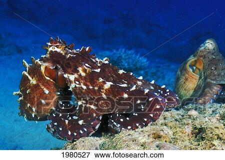 Stock Photo - Fiji, Pair Of Day Octopus (Octopus Cyanea) On Coral.. Fotosearch