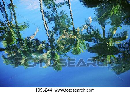 Fiji, Palm Tree Reflections Upon Calm Ocean Water, Slight Ripples View Large Photo Image Picture - Fiji, Palm Tree Reflections Upon Calm Ocean Water, Slight Ripples. Fotosearch
