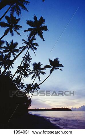 Fiji, Palm Trees Line The Beach At Twilight View Large Photo Image Stock Image - Fiji, Palm Trees Line The Beach At Twilight. Fotosearch
