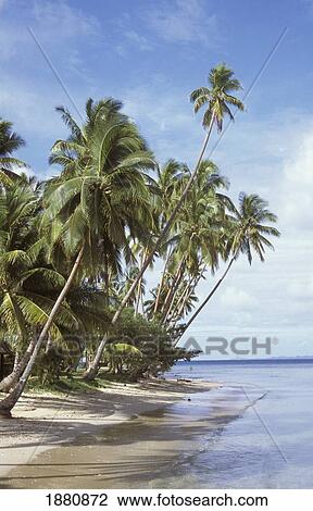 Stock Image - Fiji, Palm Trees On Beach; Vanua Levu. Fotosearch