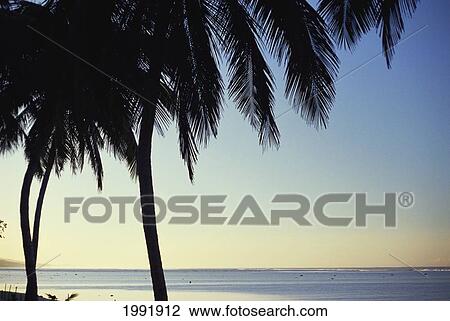Stock Image - Fiji, Palm Trees Sihouetted Along Beach, Calm Pale Blue Ocean, Golden Blue Sunset. Fotosearch