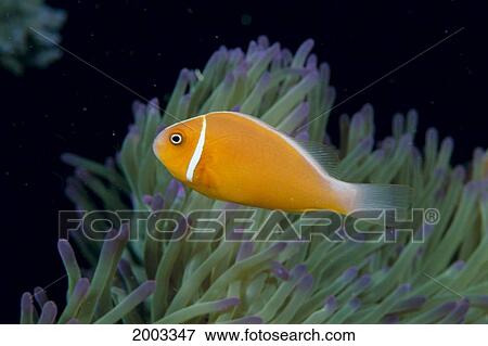 Fiji, Pink Anemonefish (Amphiprion Perideraion) Side View, Next To Anemone View Large Photo Image Stock Photo - Fiji, Pink Anemonefish (Amphiprion Perideraion) Side View, Next To Anemone. Fotosearch