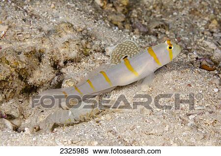 Stock Photography - Fiji, Randall's Shrimp Goby (Amblyeleotris Randalli) Lives With This Blind Snapping Shrimp, Who Is Excavating Their Den.. Fotosearch