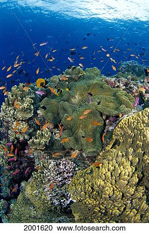 Stock Image - Fiji, Reef Scene With Orange-Fin Anemonefish School Lyretail Anthias Surface Amphiprion Chrysopterus (Stichodactyla Mertensii) Pseudanthias Squamipinnis. Fotosearch