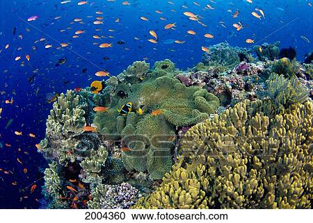Stock Image - Fiji, Reef Scene With Orange-Fin Anemonefish In Anemone School Lyretail Anthias Amphiprion Chrysopterus (Stichodactyla Mertensii) Pseudanthias Squamipinnis. Fotosearch
