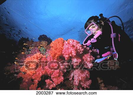Fiji, Reef Scene With Pink And Orange Soft Corals (Dendronephthya Sp? ) Diver Close-Up View Large Photo Image Stock Photo - Fiji, Reef Scene With Pink And Orange Soft Corals (Dendronephthya Sp? ) Diver Close-Up. Fotosearch