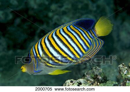 Fiji, Regal Angelfish (Pygoplites Diacanthus) Close-Up Side View View Large Photo Image Stock Photography - Fiji, Regal Angelfish (Pygoplites Diacanthus) Close-Up Side View. Fotosearch