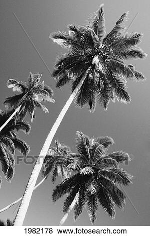 Stock Photo - Fiji, Savu Savu, Tall palm trees against sky (black and white photograph). Fotosearch