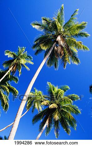 Stock Photograph - Fiji, Savu Savu, Tall Palm Trees Against Bright Blue Sky. Fotosearch