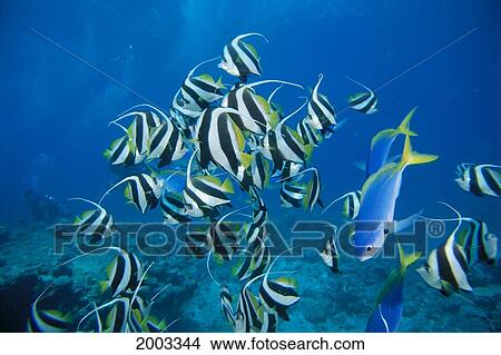 Picture - Fiji, Schooling Longfin Bannerfish (Heniochus Acuminatus) Diver Background. Fotosearch
