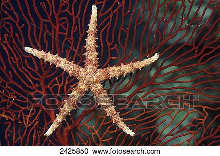 Stock Image - Fiji, Seastar (Gomophia egyptiaca) on gorgonian coral (Melithaea sp). Fotosearch