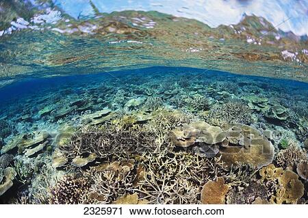 Fiji, Shallow Hard Coral At Mount Mutiny. View Large Photo Image Stock Image - Fiji, Shallow Hard Coral At Mount Mutiny.. Fotosearch
