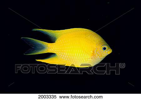 Fiji, Side View Of Golden Damselfish (Amblyglyphidodon Aureus) View Large Photo Image Stock Photography - Fiji, Side View Of Golden Damselfish (Amblyglyphidodon Aureus). Fotosearch