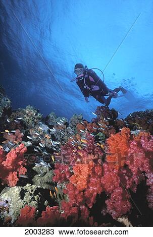 Fiji, Soft Coral Reef Scene, (Dendronephthya Sp. ) With Fish And Diver View Large Photo Image Stock Image - Fiji, Soft Coral Reef Scene, (Dendronephthya Sp. ) With Fish And Diver. Fotosearch
