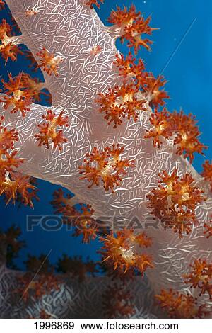 Fiji, South Pacific, Soft Coral, Extreme Close-Up Detail A91G View Large Photo Image Stock Photo - Fiji, South Pacific, Soft Coral, Extreme Close-Up Detail A91G. Fotosearch