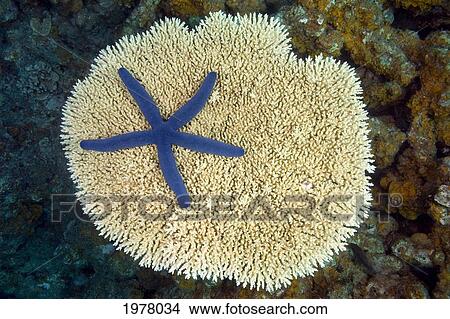 Fiji, Starfish (Linckia Laevigata) on hard Plate Coral; Vanua Levu View Large Photo Image Picture - Fiji, Starfish (Linckia Laevigata) on hard Plate Coral; Vanua Levu. Fotosearch