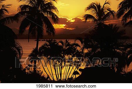 Stock Image - Fiji, Sunset Over Suva Bay, Silhouetted Palm Trees In Foreground.. Fotosearch