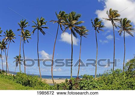 Stock Image - Fiji, Tall Palm Trees Line A Tropical Beach.. Fotosearch