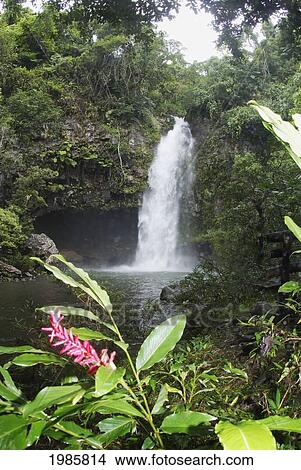 Fiji, Taveuni, Bouma National Heritage Park, Tavoro Waterfall With Pink Ginger Blossom In Foreground. View Large Photo Image Picture - Fiji, Taveuni, Bouma National Heritage Park, Tavoro Waterfall With Pink Ginger Blossom In Foreground.. Fotosearch