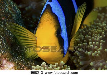 Fiji, This Orange-Fin Anemonefish (Amphiprion Chrysopterus) Is Pictured Over It's Host Anemone. View Large Photo Image Stock Image - Fiji, This Orange-Fin Anemonefish (Amphiprion Chrysopterus) Is Pictured Over It's Host Anemone.. Fotosearch