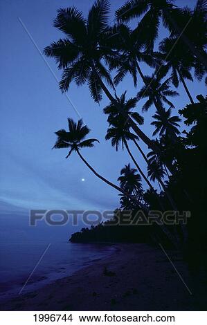 Picture - Fiji, Twilight Silhouetted Palm Trees Along Shoreline, Full Moon, Misty Blue Sky A65C. Fotosearch
