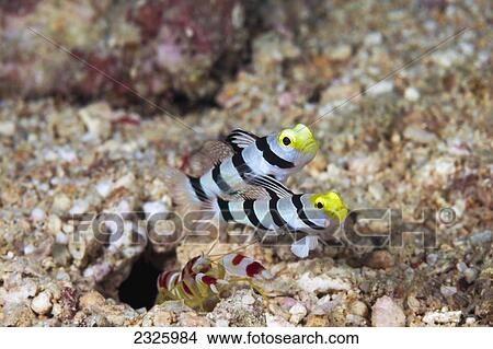 Fiji, Two Randall's Shrimp Goby (Amblyeleotris Randalli) Lives With This Blind Snapping Shrimp, Who Is Excavating Their Den. View Large Photo Image Picture - Fiji, Two Randall's Shrimp Goby (Amblyeleotris Randalli) Lives With This Blind Snapping Shrimp, Who Is Excavating Their Den.. Fotosearch