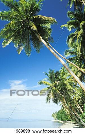 Fiji, Vanua Levu, Coconut Palms Along Shore Of A Tropical Beach. View Large Photo Image Stock Photo - Fiji, Vanua Levu, Coconut Palms Along Shore Of A Tropical Beach.. Fotosearch