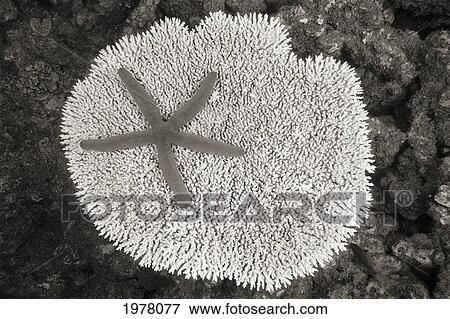 Stock Photo - Fiji, Vanua Levu, Starfish (Linckia Laevigata) On A Hard Plate Coral (Sepia Photograph).. Fotosearch