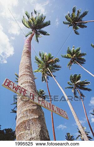 Fiji, Vanua Levu, Tall Coconut Trees And Sign Beware Of Falling Nuts View Large Photo Image Stock Photography - Fiji, Vanua Levu, Tall Coconut Trees And Sign Beware Of Falling Nuts. Fotosearch