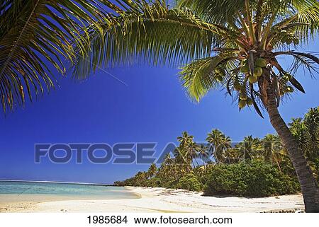 Picture - Fiji, Viti Levu, Blue sky; Coral Coast, Turquoise ocean, Coastline with white sandy beach and palm trees. Fotosearch