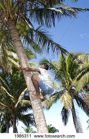Fiji, Viti Levu, Coral Coast, Fijian Man Climbing A Palm Tree To Pick Coconuts. For Editorial Use Only. View Large Photo Image Stock Image - Fiji, Viti Levu, Coral Coast, Fijian Man Climbing A Palm Tree To Pick Coconuts. For Editorial Use Only.. Fotosearch