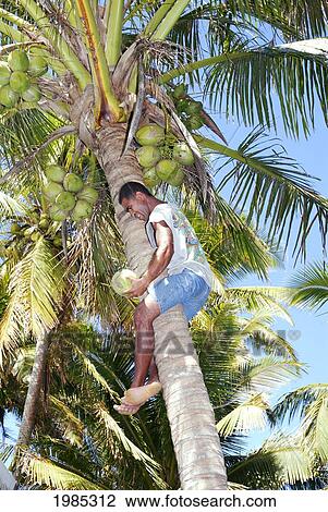 Fiji, Viti Levu, Coral Coast, Fijian Man Climbing A Palm Tree To Pick Coconuts. For Editorial Use Only. View Large Photo Image Stock Image - Fiji, Viti Levu, Coral Coast, Fijian Man Climbing A Palm Tree To Pick Coconuts. For Editorial Use Only.. Fotosearch