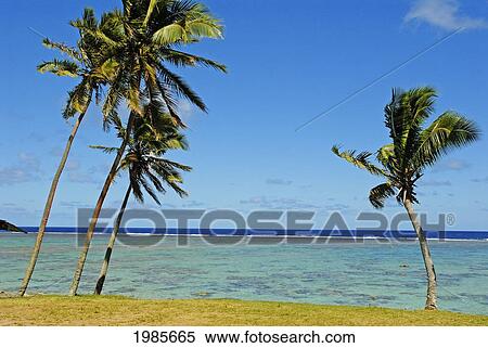 Fiji, Viti Levu, Coral Coast, Grassy Shoreline With Three Palm Trees, Reef And Ocean Background. View Large Photo Image Stock Photography - Fiji, Viti Levu, Coral Coast, Grassy Shoreline With Three Palm Trees, Reef And Ocean Background.. Fotosearch