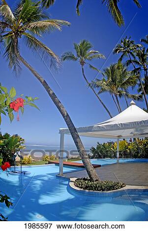 Stock Photo - Fiji, Viti Levu, Coral Coast, Hidewaway Resort, Palm Trees And Flowers Surround The Swimming Pool.. Fotosearch