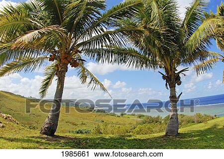 Fiji, Viti Levu, Coral Coast, Two Coconut Palm Trees With Green Mountains, Ocean, Reef And Blue Sky. View Large Photo Image Stock Image - Fiji, Viti Levu, Coral Coast, Two Coconut Palm Trees With Green Mountains, Ocean, Reef And Blue Sky.. Fotosearch