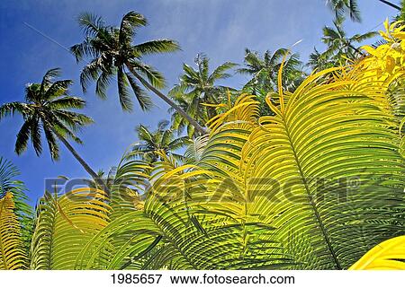 Stock Photo - Fiji, Viti Levu, Detail of light green fern leaves in foreground with tall palms against blue sky behind; Coral Coast. Fotosearch