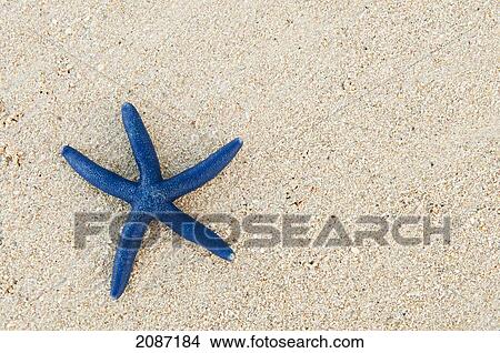 Fiji, Viti Levu Island, Blue sea star on beach at Shangri-La resort. View Large Photo Image Picture - Fiji, Viti Levu Island, Blue sea star on beach at Shangri-La resort.. Fotosearch