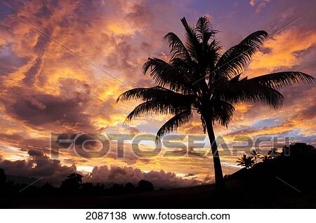 Stock Photo - Fiji, Viti Levu Island, Sunrise and coconut palm tree.. Fotosearch