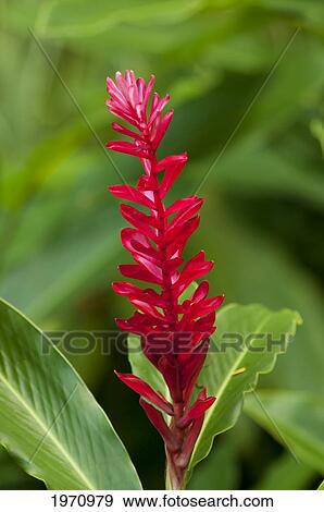 Stock Photo - Fiji, Viti Levu, Kula Eco Park, Red Ginger, (Alpinia Purpurata).. Fotosearch
