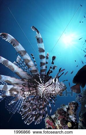 Stock Photograph - Fiji, Volitan Lionfish, Close-Up Side View, Sunburst A82F. Fotosearch