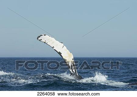 Stock Photo - Fin Of Humpback Whale Submerging In Bay Of Fundy; Nova Scotia, Canada. Fotosearch