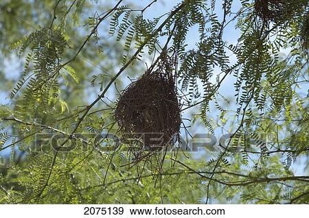 Finch In Nest, Arboretum D'antsokay, Toliara Province, Madagascar View Large Photo Image Stock Photo - Finch In Nest, Arboretum D'antsokay, Toliara Province, Madagascar. Fotosearch