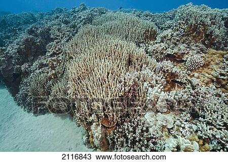 Finger coral (Porites compressa) is very likely an endemic species and is one of the most common corals found in Hawaii. View Large Photo Image Stock Image - Finger coral (Porites compressa) is very likely an endemic species and is one of the most common corals found in Hawaii.. Fotosearch