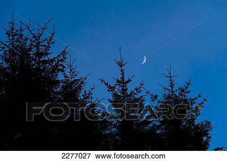 Fir trees and crescent moon, Glen Coe; Highlands, Scotland View Large Photo Image Stock Photo - Fir trees and crescent moon, Glen Coe; Highlands, Scotland. Fotosearch