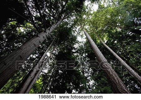 Stock Image - Fir Trees In Butchart Gardens, Victoria, British Columbia, Canada. Fotosearch