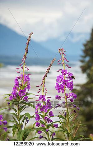 Stock Image - Fireweed (Epilobium angustifolium) with the Alaskan Susitna River in the background. Fotosearch