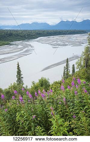 Fireweed (Epilobium angustifolium) with the Alaskan Susitna River in the background View Large Photo Image Stock Photo - Fireweed (Epilobium angustifolium) with the Alaskan Susitna River in the background. Fotosearch