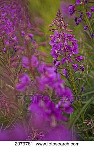 Fireweed, Yukon. View Large Photo Image Stock Image - Fireweed, Yukon.. Fotosearch