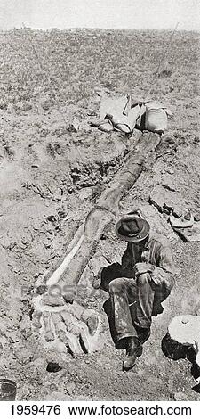 Stock Photograph - First Discovery Of The Long Hind Leg Of The Dinosaur Diplodocus, By Henry Fairfield Osborn In 1898, At Bone Cabin Quarry, Near Medecine Bow, Wyoming, America. From The Century Illustrated Monthly Magazine, May To October 1904.. Fotosearch